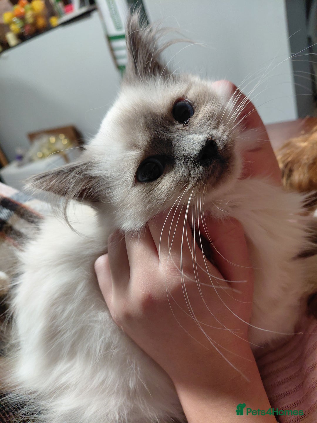 Birman cats for sale: Birman kittens  - Image 8