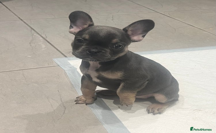 French Bulldog dogs - Advert 5