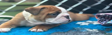 Blue collar English Bulldog 2