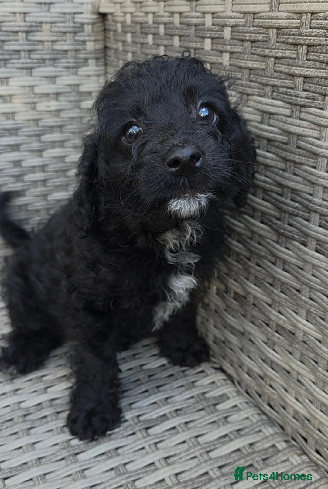 Labradoodle dogs £950 Stunning healthy playful F1b Labradoodle pups - Advert 3