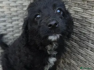 Labradoodle dogs £950 Stunning healthy playful F1b Labradoodle pups - Advert 9