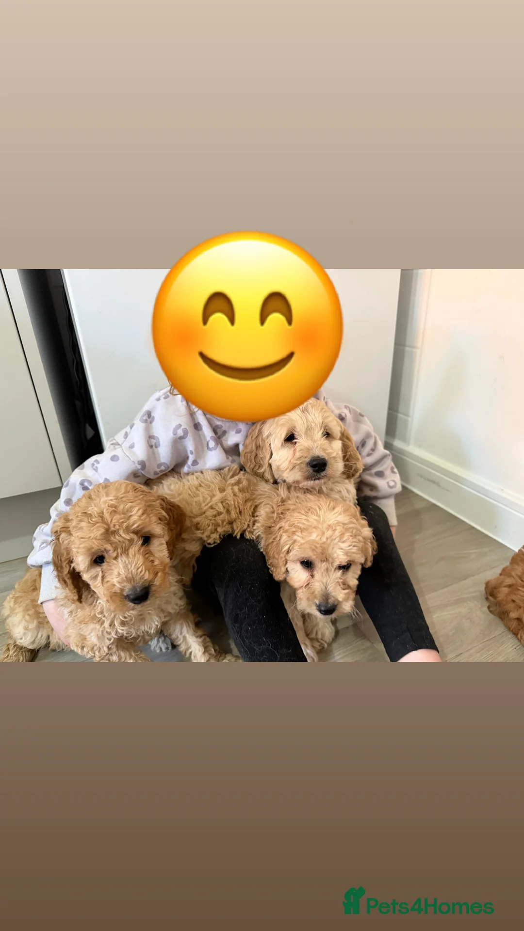 Cockapoo dogs for sale: Cockapoo puppies  - Advert 6