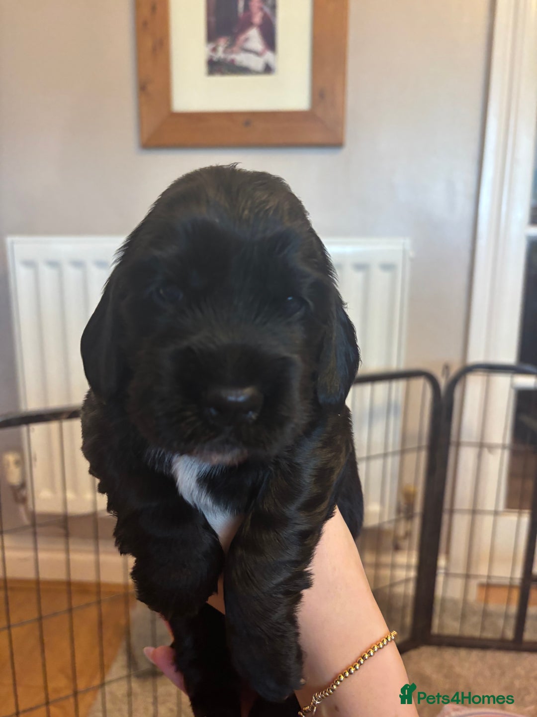 Cocker Spaniel dogs for sale: 4 cocker spaniel puppies, mum and dad family pets - Advert 9