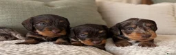 Miniature Dachshund dogs for sale: Miniature chocolate wirehaired dachshunds  - Advert 9
