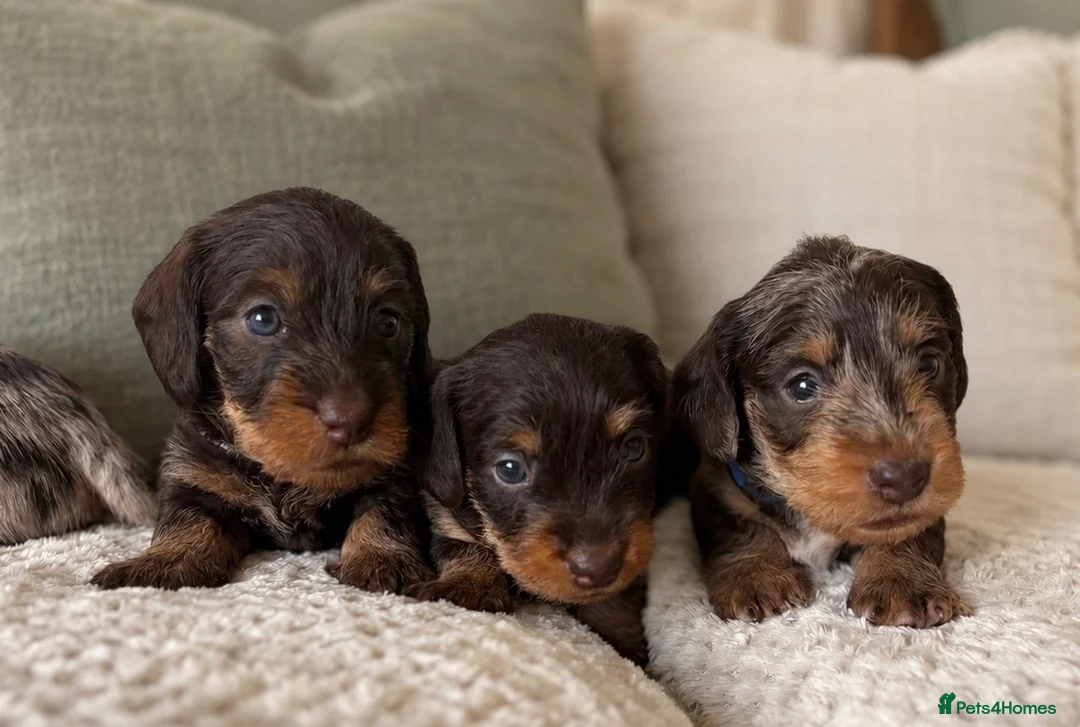 Miniature Dachshund dogs for sale: Miniature chocolate wirehaired dachshunds  - Advert 9
