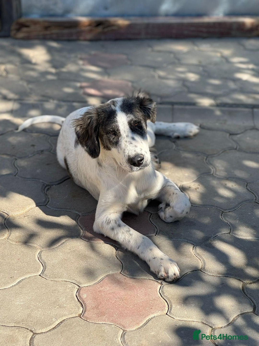Mixed Breed dogs for adoption: ODIN, a superb young boy - for a Loving Home  - Advert 26