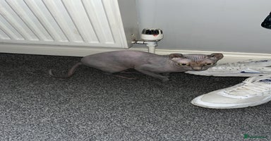 Sphynx cats - Advert 6