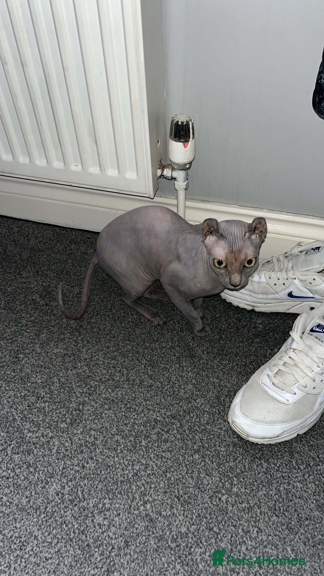 Sphynx cats for sale: Lavender cream tortie elf girl  - Image 2
