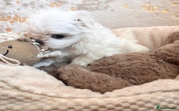 Maltese dogs for sale: ✨💫Tiny Exquisite Bambelina Maltese 💫✨ - Image 36