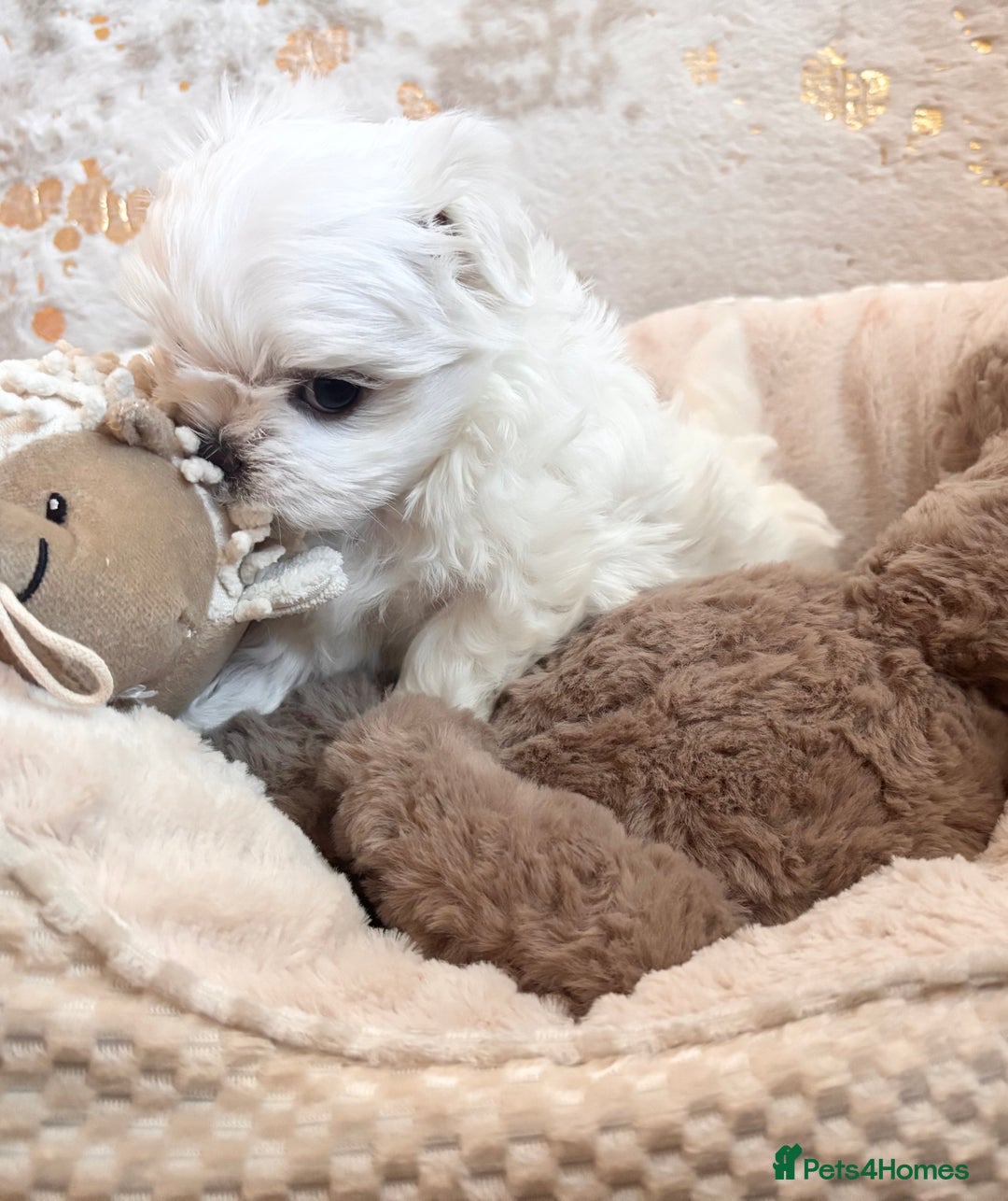Maltese dogs for sale: ✨💫Tiny Exquisite Bambelina Maltese 💫✨ - Image 36