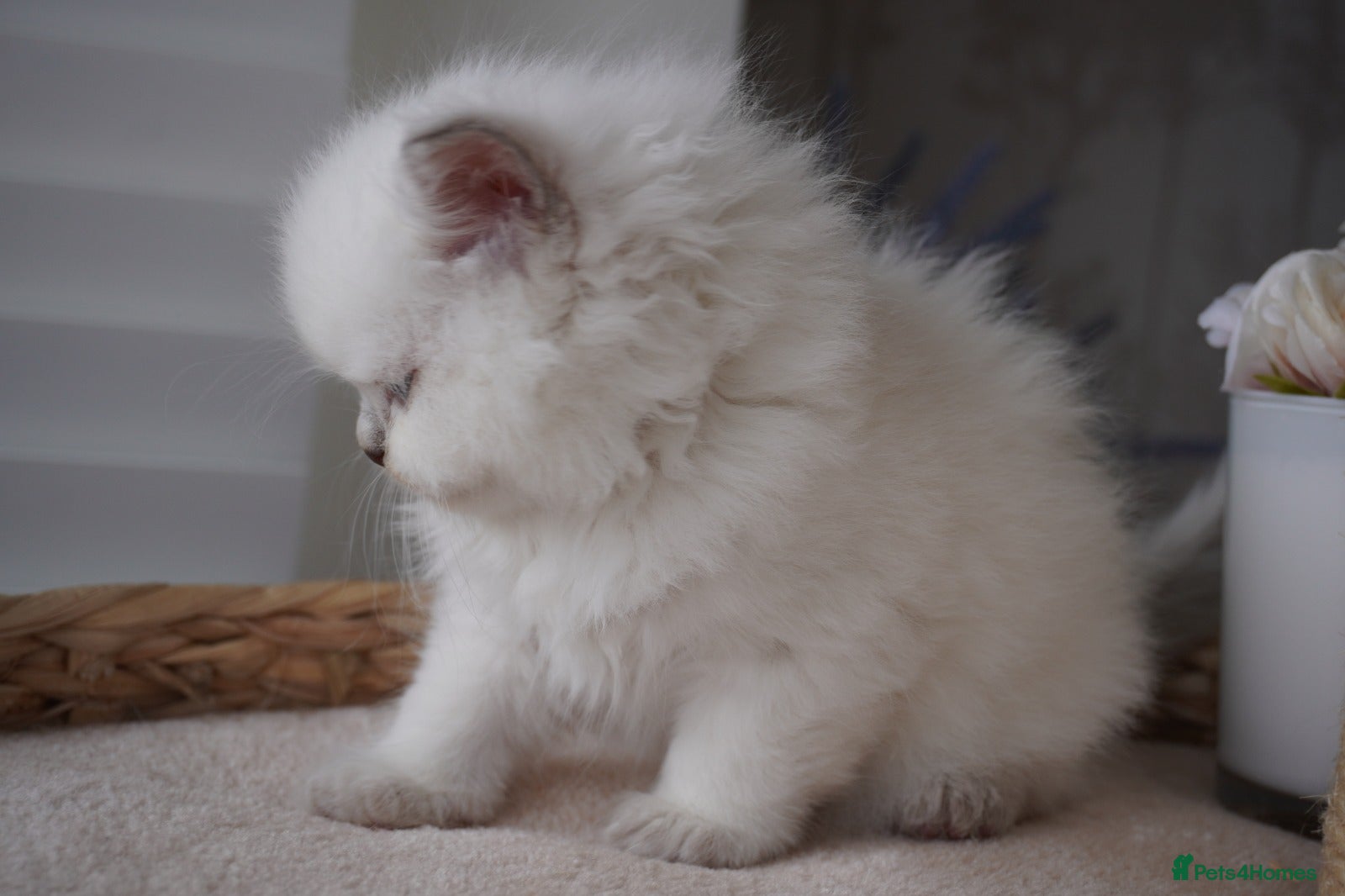 Scottish Fold cats Beautiful kittens - Advert 2