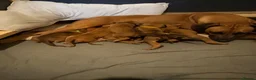 Rhodesian Ridgeback dogs for sale: Rhodesian Ridgeback puppies in Walsall - Advert 27