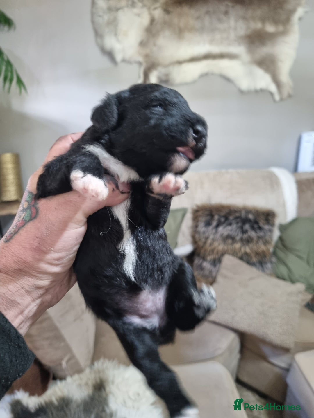Bedlington Terrier dogs for sale: Bedlington terriers for sale  - Image 3