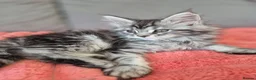 Maine Coon cats for sale: Beautiful Maine Coon Kittens–Ready for new Homes  - Advert 8