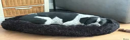 Mixed Breed dogs for sale: 8 months old puppy  - Advert 3
