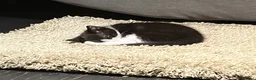 European cats for sale: TUXEDO KITTEN (FEMALE) - Advert 9
