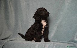 Cockapoo dogs for sale: F1 cockapoo pups. JUST 2 LEFT READY NOW !! - Image 4