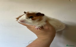 Guinea Pig rodents for sale: Beautiful Baby Guineapig For sale - Image 8