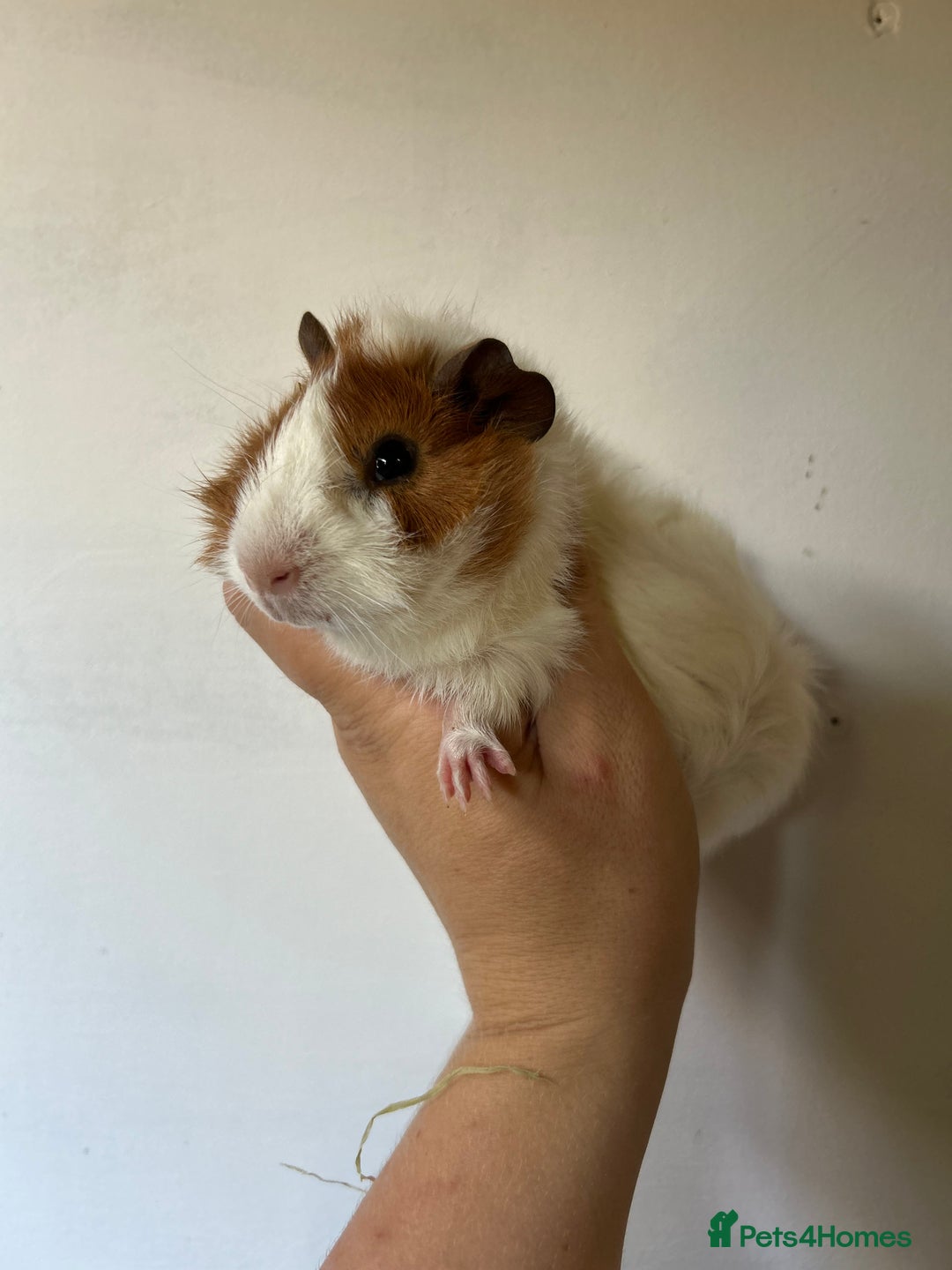 Guinea Pig rodents for sale: Beautiful Baby Guineapig For sale - Image 8