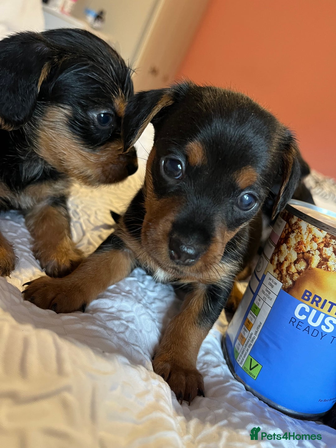 Mixed Breed dogs for sale: Adorable Dorkie puppies  - Image 9