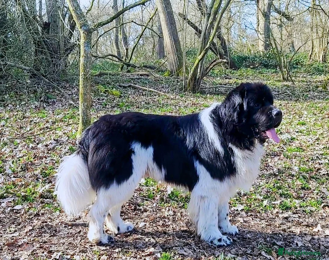 Newfoundland dogs for stud: KC registered health tested Landseer Newfoundland  in Ilkeston - Advert 4