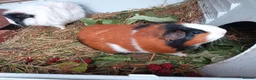 Guinea Pig rodents for sale: two guinea pigs with cage in Livingston - Advert 2