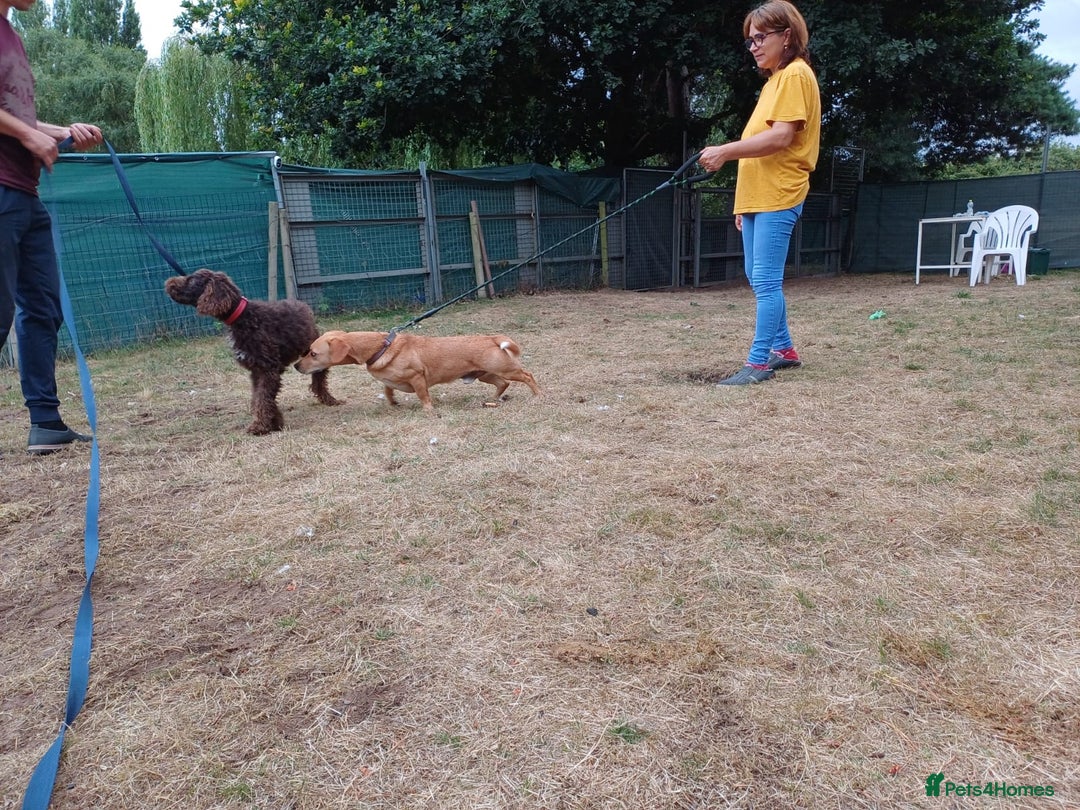 Lagotto Romagnolo dogs for adoption: DEXTER - a superb Lagotto boy for a Loving Home - Image 13