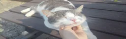 Domestic Shorthair cats for sale: Edgar looking for a loving home - Advert 4
