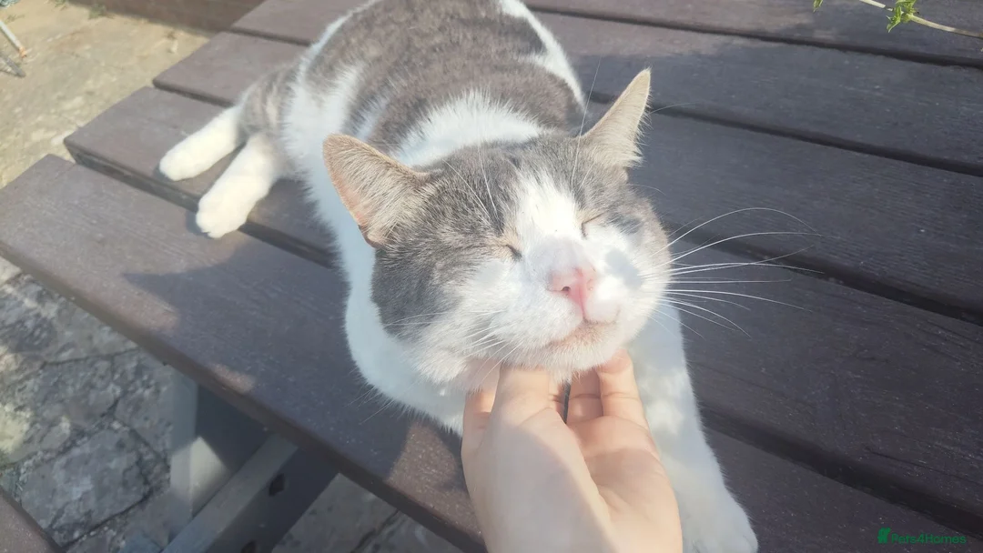 Domestic Shorthair cats for sale: Edgar looking for a loving home - Advert 4