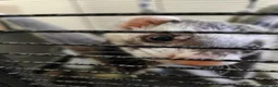 Ferret rodents for sale: Rehome Jill & Hob - Advert 2