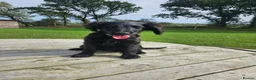 Goldendoodle dogs for sale: Male goldendoodle - Advert 5