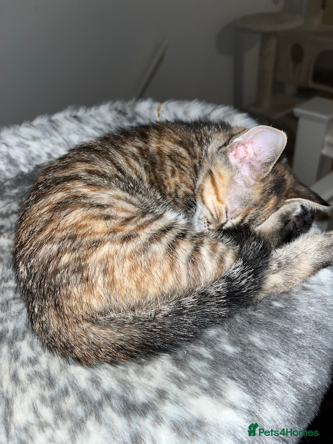 Mixed Breed cats for sale: Beautiful kittens ready for loving new homes.  - Image 34