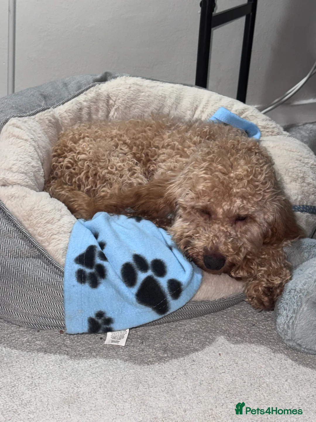 Cockapoo dogs for sale: Cockapoo - Advert 1