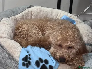 Cockapoo dogs Cockapoo - Advert 2