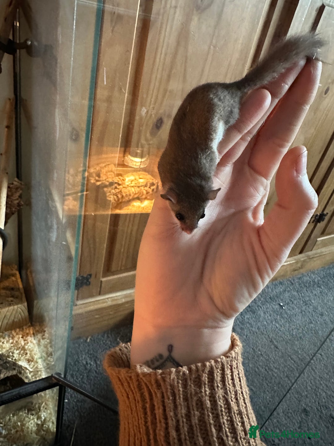 Mouse rodents for sale: African Pygmy dormice  - Advert 3