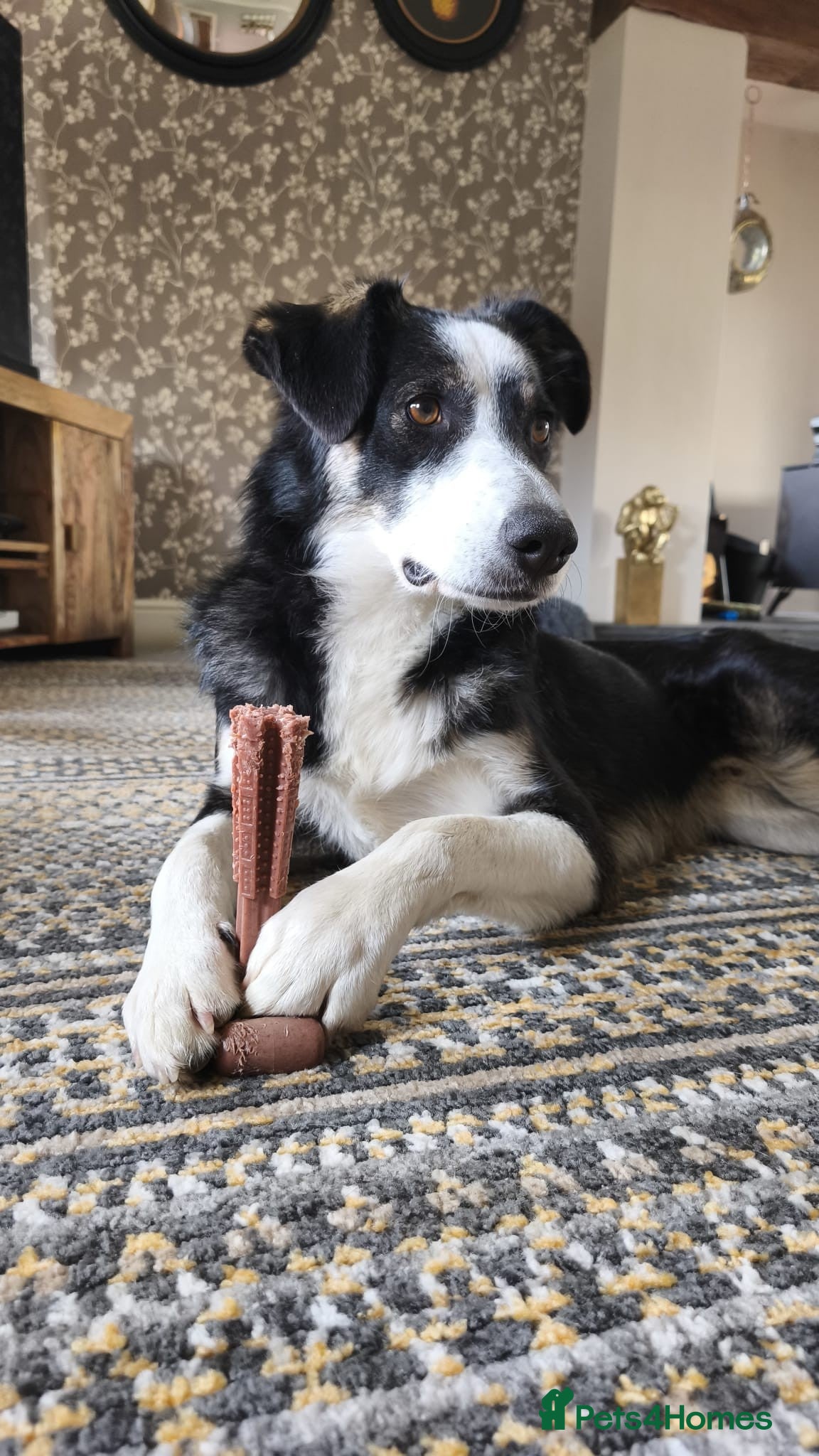 Mixed Breed dogs URGENT CONFIDENT FOSTER💙MAX💙 Let Down But Hoping - Advert 1