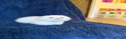 Scottish Fold cats for sale: Beautiful Scottish Fold & Straight Kittens - Advert 30