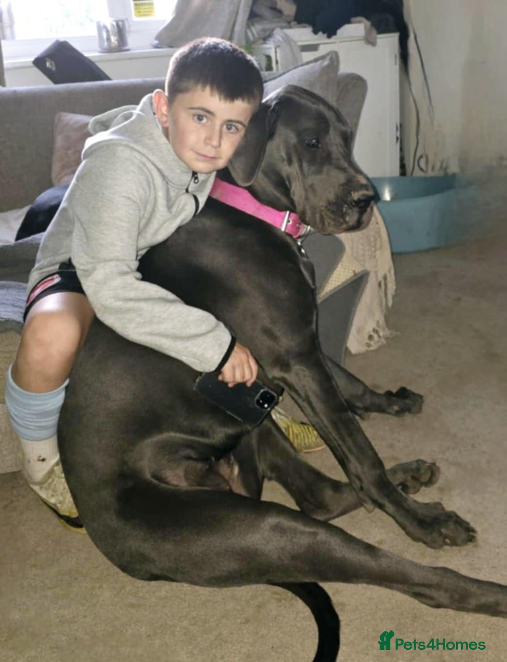 Great Dane dogs Great dane pups  - Advert 1