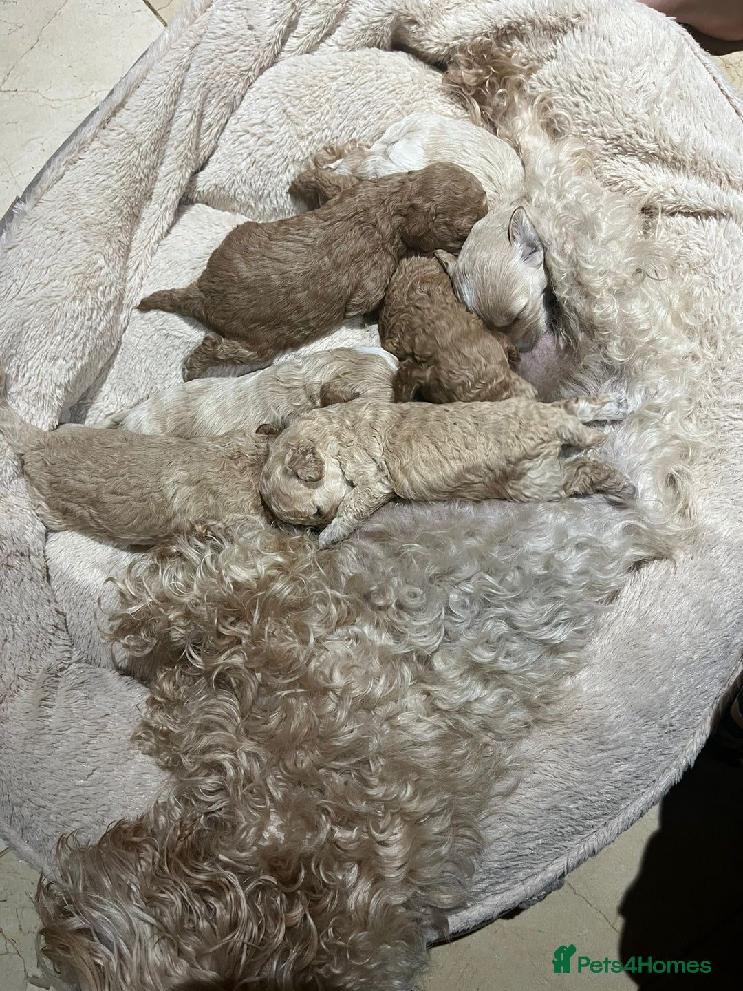 Maltipoo dogs for sale: Maltipoo Puppies - Image 13