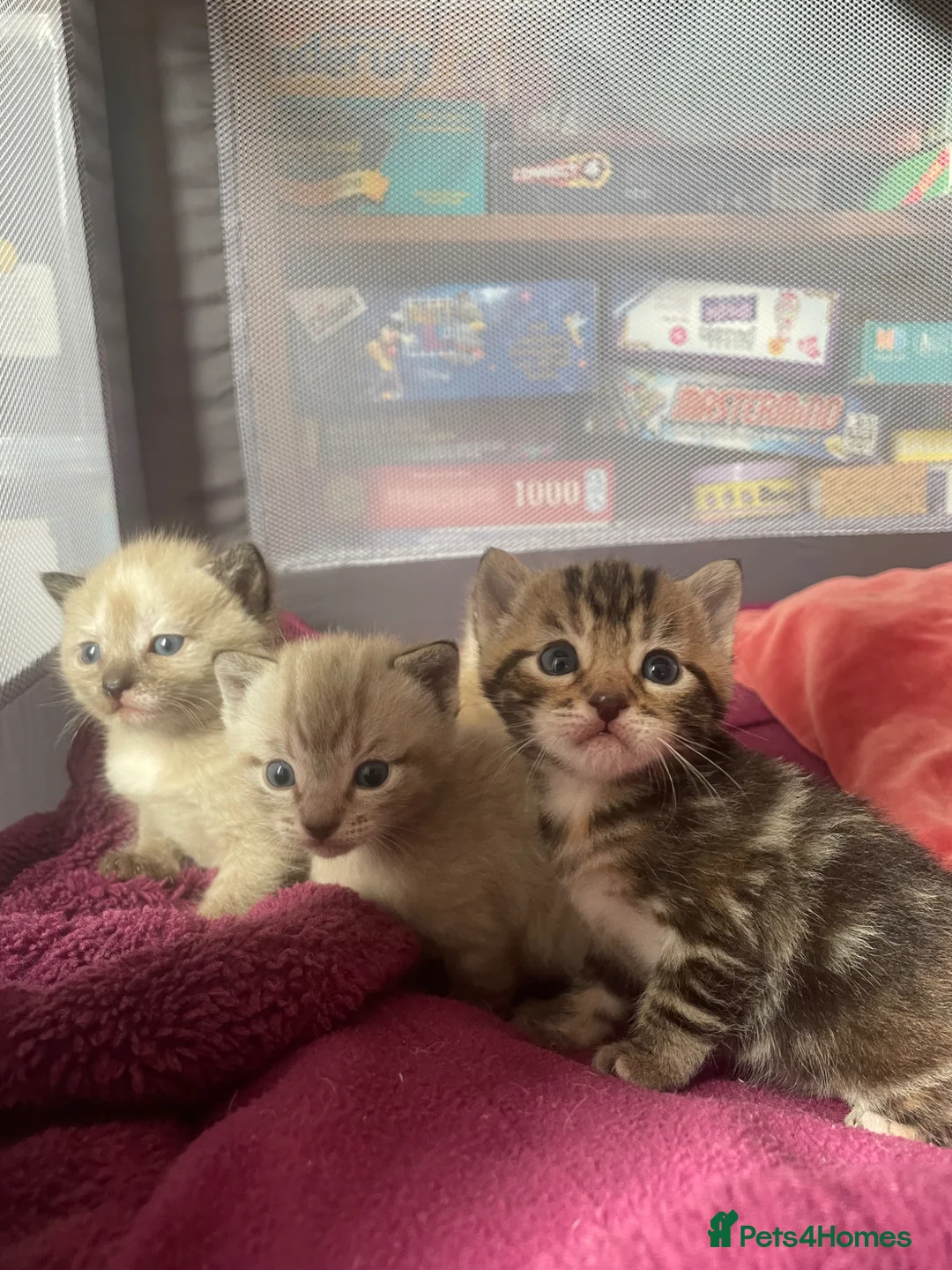 Mixed Breed cats for sale: Bengal and Russian Blue Mixed Kittens in Llangefni - Advert 2