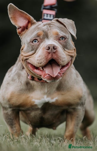 Gallery Image {{count}}