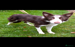 Border Collie dogs for sale: Border collie dog - Image 1