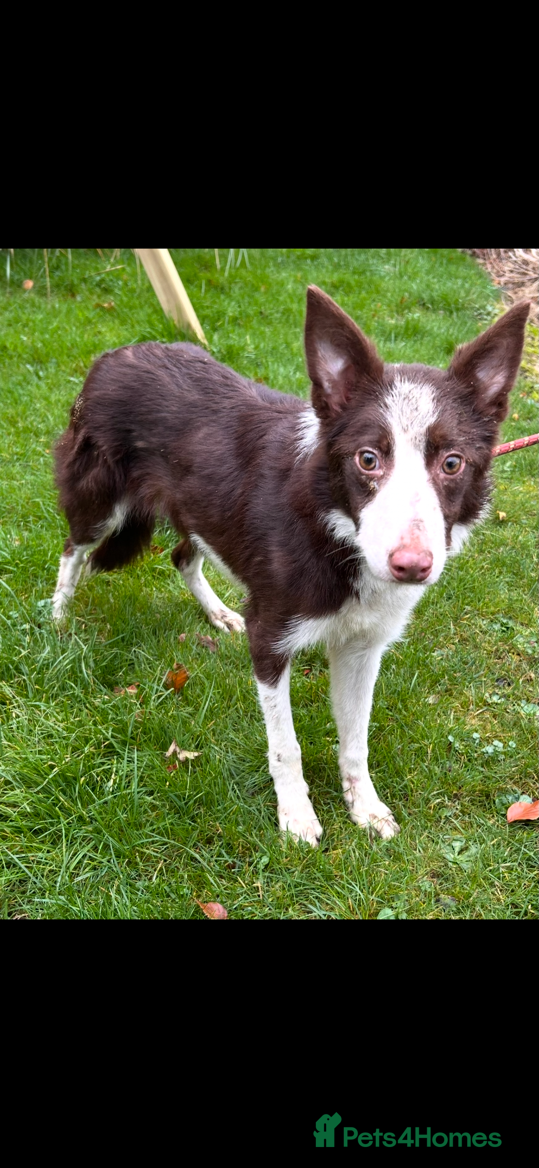 Border Collie dogs for sale: Border collie dog - Image 1