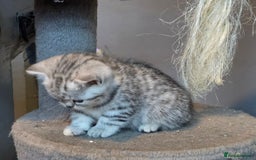 British Shorthair cats for sale: Beautiful bsh kittens  - Image 12