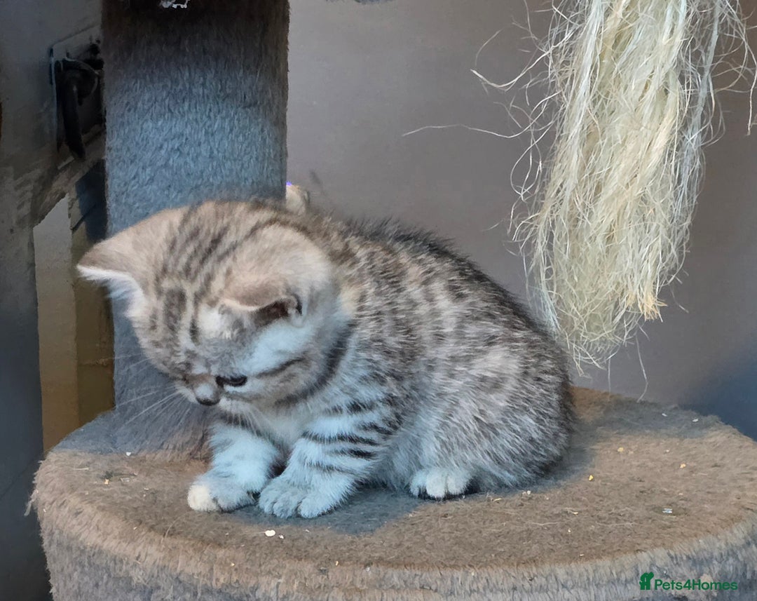 British Shorthair cats for sale: Beautiful bsh kittens  - Image 12