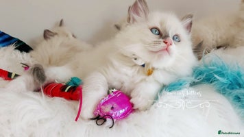 Ragdoll cats - Advert 2