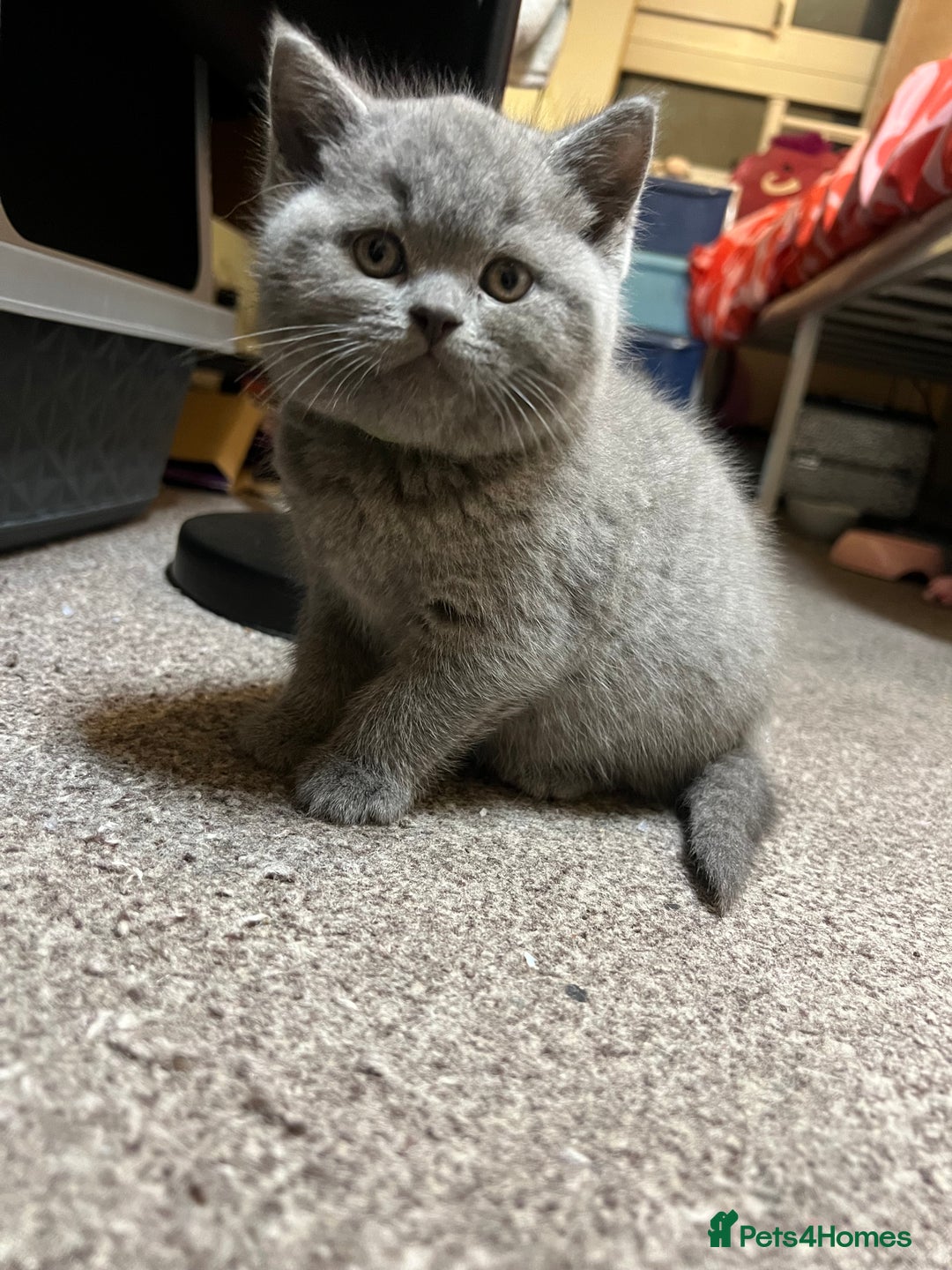 British Shorthair cats for sale: British Shorthair kittens - Advert 9