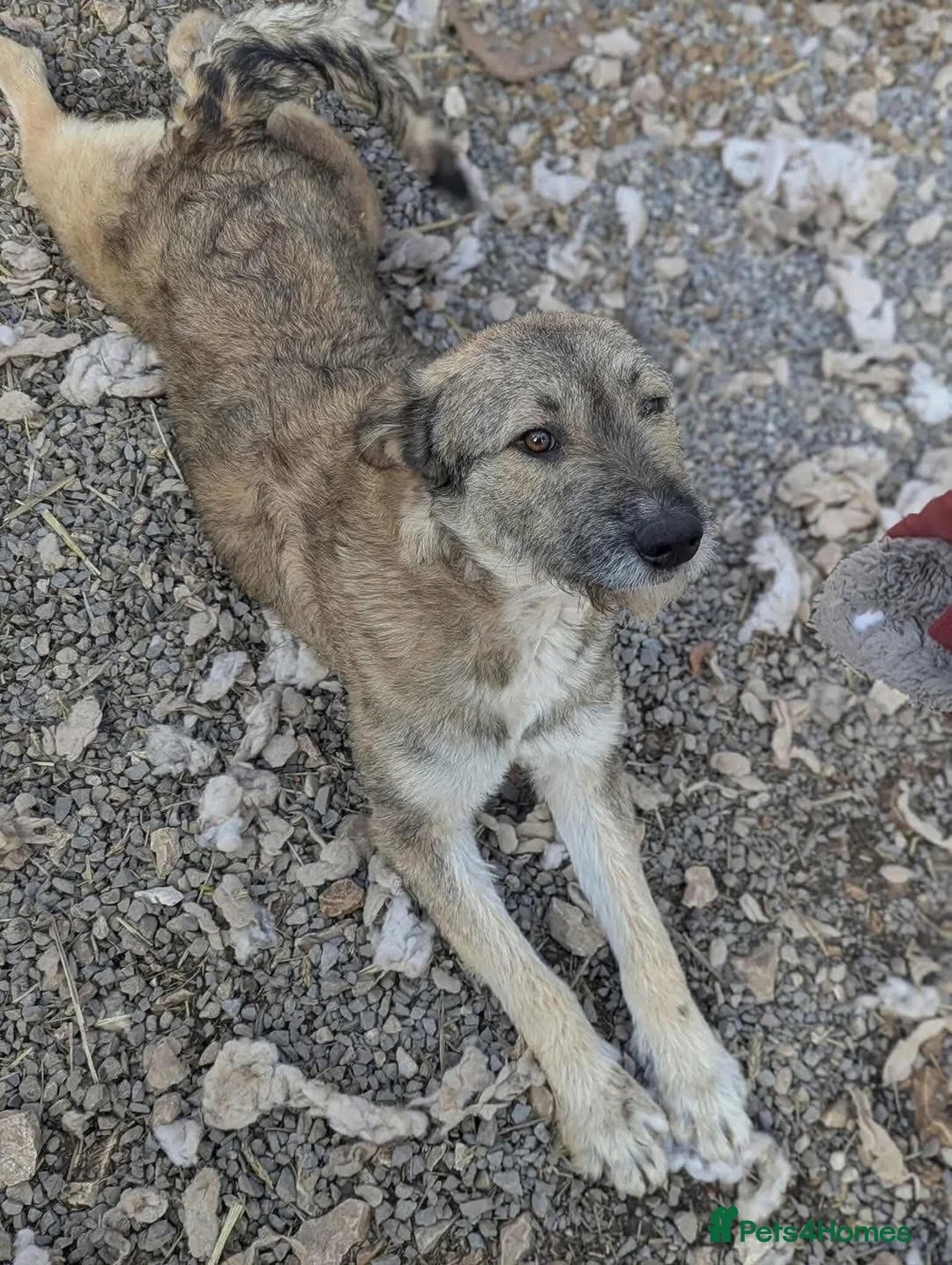 Mixed Breed dogs for adoption: Toffee is looking for a home!  - Advert 6