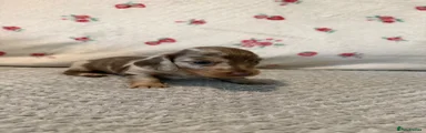 Miniature Dachshund 2