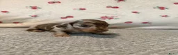 Miniature Dachshund dogs for sale: Stunning Miniature Dachshund Puppy’s 4 X Females  in Chesterfield - Advert 6